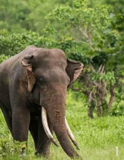 Rock wild Yala